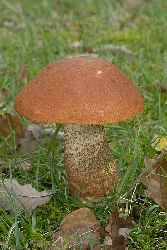 Leccinum aurantiacum